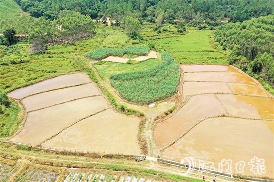 在恩平市供銷合作社的助力之下，越來越多撂荒地變成“希望田”。