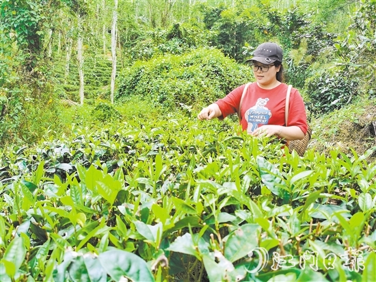 吳小敏親力親為，打理茶園。