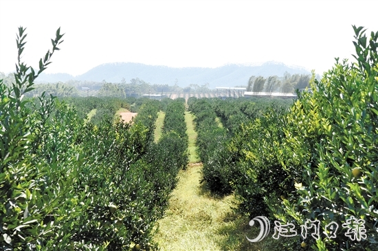 時下正值茶枝柑采摘旺季，在沙湖鎮(zhèn)和平村，漫山遍野的茶枝柑樹郁郁蔥蔥，枝頭掛滿圓潤飽滿的果實。