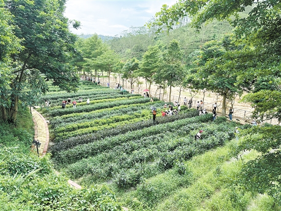 學生們在大沙里·歡茶谷的茶園里體驗采茶。